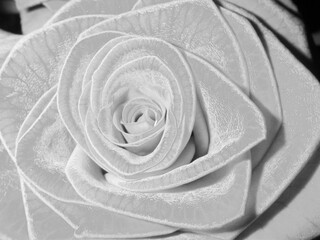 macro picture of a rose in black and white
