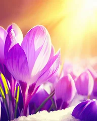 Foto op Aluminium Purple crocus flowers in snow, awakening in spring to the warm gold rays of sunlight © ROKA Creative