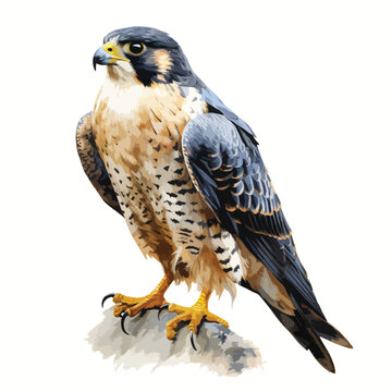 Painted bird peregrine falcon painted