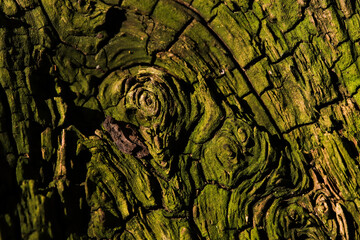 weathered, cracked, twisted, wrinckled green wood of a root