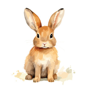Realistic drawing or rabbit illustration
