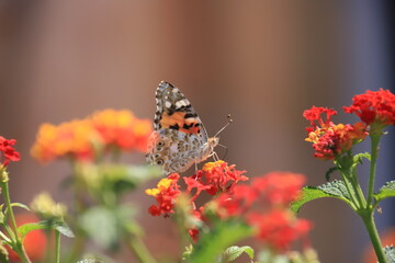 painted lady butterfly on an orange flower