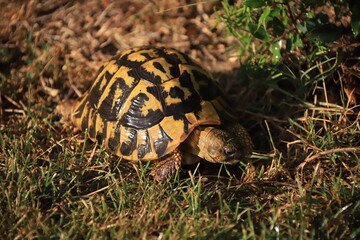 a wild turtle in the grass at Majorca island