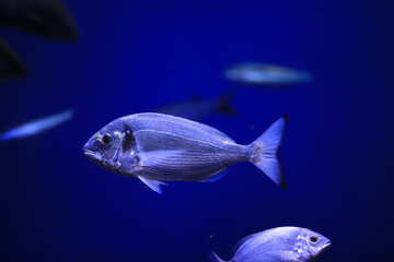 saltwater fishes in the aquarium of Majorca, Spain