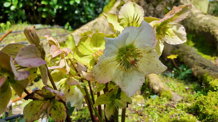 ETRETAT, FRANCE - MARCH 16, 2023:An interesting white flower in the park, the collection of modern art in the Garden of Emotions of the Etretat Gardens