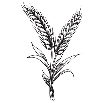 recommend clip art: wheat ears, black and white illustration in sketch style, engraving. vintage drawing, farm