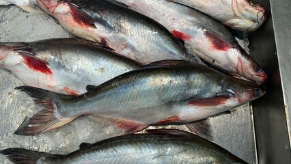Ikan Patin or Silver Catfish or Iridescent shark fish or scientific name Pangasius Sutchi.