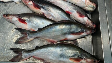 Ikan Patin or Silver Catfish or Iridescent shark fish or scientific name Pangasius Sutchi.