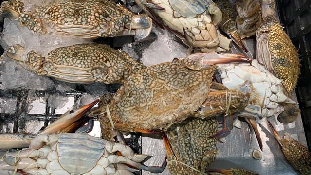 Name of Flower crab, Blue swimmer crab, Blue manna crab, Sand crab.