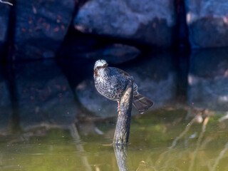 水辺のヒヨドリ