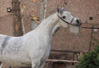 Obraz na płótnie Canvas white horse in the stable