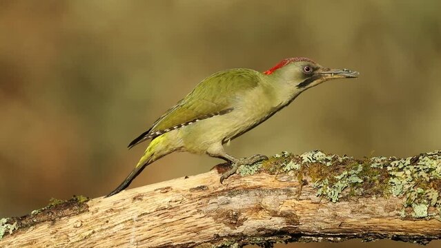 Green woodpecker female searching for food on a fallen oak trunk in the last light of the afternoon