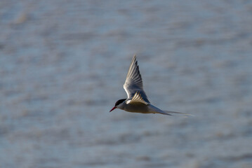 Royal tern. Sea bird flying. Seagull in the sky.