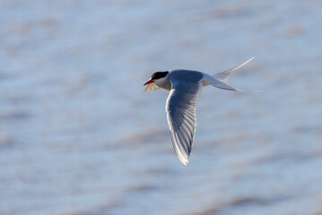 Royal tern. Sea bird flying. Seagull in the sky.