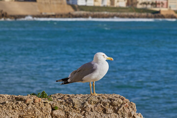 Seagull sits on a stone against the background of the sea