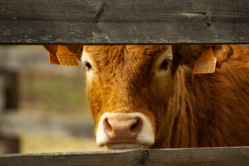Calves Peeking Through the Fence