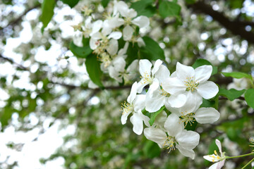 blooming apple tree with white flowers banner
