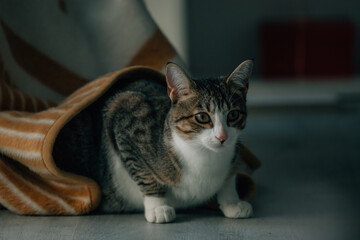 domestic cat pet at home