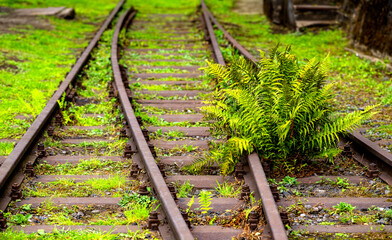 Rusty railway switch on an abandoned track in the Ruhr area, Germany. Weeds and a large fresh green...