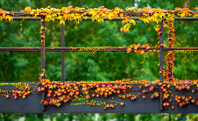 Colorful yellow-red leaves growing on the handrails of a lost place factory with rusty crane...