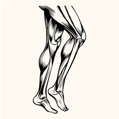 vector art of a leg knee muscle