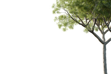 Fototapeta premium acasia branches isolated tree, frame, best use for foreground