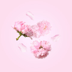 Fototapeta na wymiar Beautiful sakura blossoms falling on pink background. Spring season