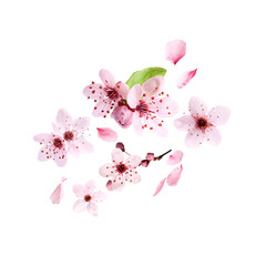 Beautiful sakura blossoms falling on white background. Spring season
