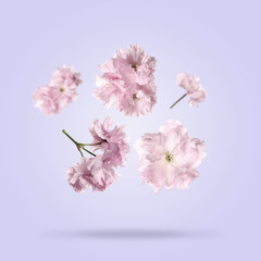 Beautiful sakura blossoms falling on lilac background. Spring season