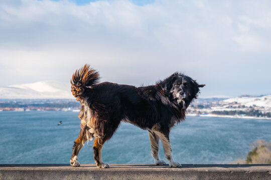 Dog in Sevanavank Monastery, Lake Sevan, Armenia