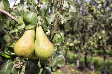 Rollo Nieuwe oogst van Conference peren in een boomgaard © ArieStormFotografie