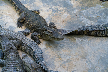 Asian crocodile feeding meat sleep in outdoor farm