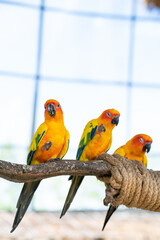 Yellow macaw parrots perching on tree bark in open zoo