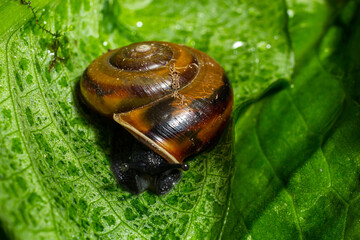 Oxychilus alliarius , commonly known as the garlic snail or garlic glass-snail