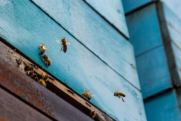 Group of bees near a beehive, in flight. Wooden beehive and bees. Bees fly out and fly into the round entrance of a wooden vintage beehive in an apiary close up view