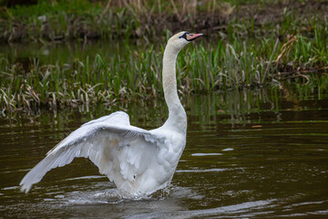 Obraz premium The mute swan Cygnus olor on the water of a small river. A beautiful white bird