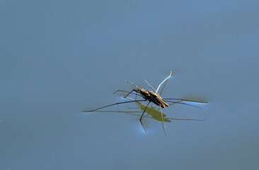 Insect Gerris lacustris, known as common pond skater or common water strider is a species of water strider, found in Europe have ability to move quickly on the water surface and have hydrophobic legs © Oleh Marchak