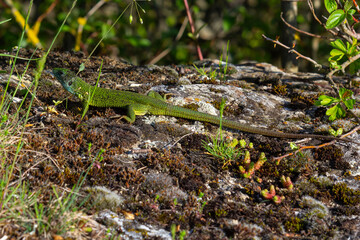 European green lizard Lacerta viridis emerging from the grass exposing its beautiful colors
