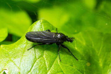 Bibio marci is a fly from the family Bibionidae called March flies and lovebugs. Larvae of this insects live in soil and damaged plant roots