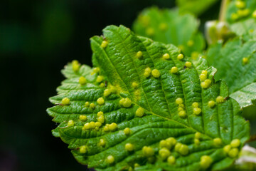 Leaves with gall mite Eriophyes tiliae. A close-up photograph of a leaf affected by galls of Eriophyes tiliae.