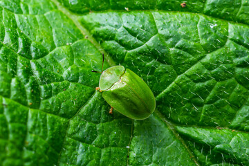 Green tortoise beetle feeding at a green leaf seen from above
