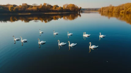Foto op Aluminium A drone's-eye view captures the sheer elegance of a flock of swans gliding over a serene lake © UMAR SALAM