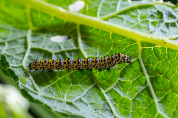 Mullein Cucullia verbasci Caterpillars feeding on garden flower leaves