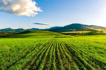 green field in countryside at sunset in the evening light. beautiful spring landscape in the...