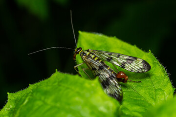 Fototapeta na wymiar Closeup on a German scorpionfly , Panorpa germanica sitting on a green leaf