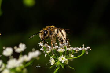 A bee collects pollen near a flower. A bee flies over a flower in a blur background
