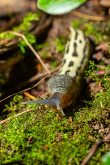 Limax maximus - leopard slug crawling on the ground among the leaves and leaves a trail