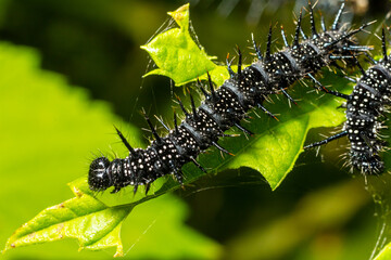 caterpillars of a European peacock butterfly on green leaves they feed on