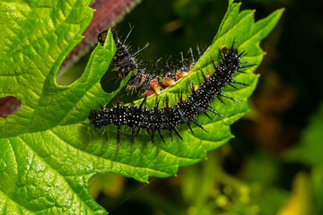 caterpillars of a European peacock butterfly on green leaves they feed on
