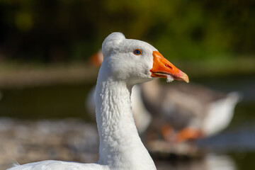 A domestic goose is a goose that humans have domesticated and kept for their meat, eggs, or down feathers. Domestic geese have been derived through selective breeding from the wild greylag goose